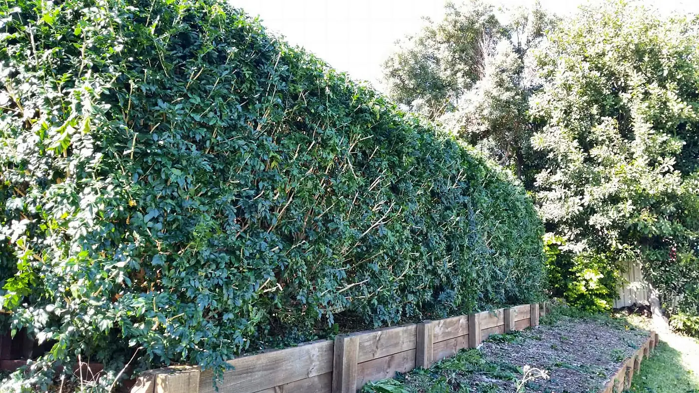 Tall hedge trimmed flat and square along a timber retaining wall